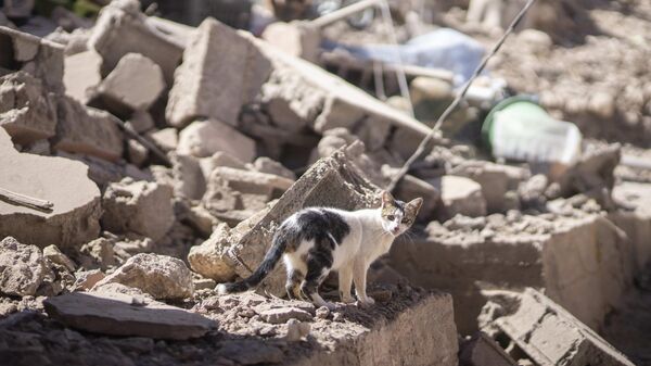 A cat walks through the rubble after an earthquake in Moulay Brahim village, near Marrakech, Morocco, Saturday, Sept. 9, 2023. - Sputnik Africa