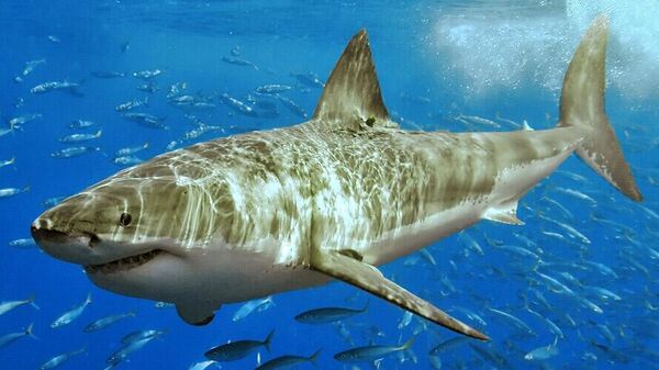 White shark - Sputnik Africa