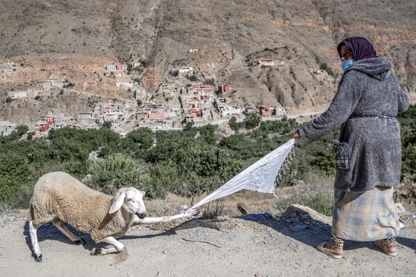 A displaced earthquake survivor pulls a sheep provided to her by disaster relief aid volunteers in a village near Amizmiz in central Morocco on September 13.  - Sputnik Africa
