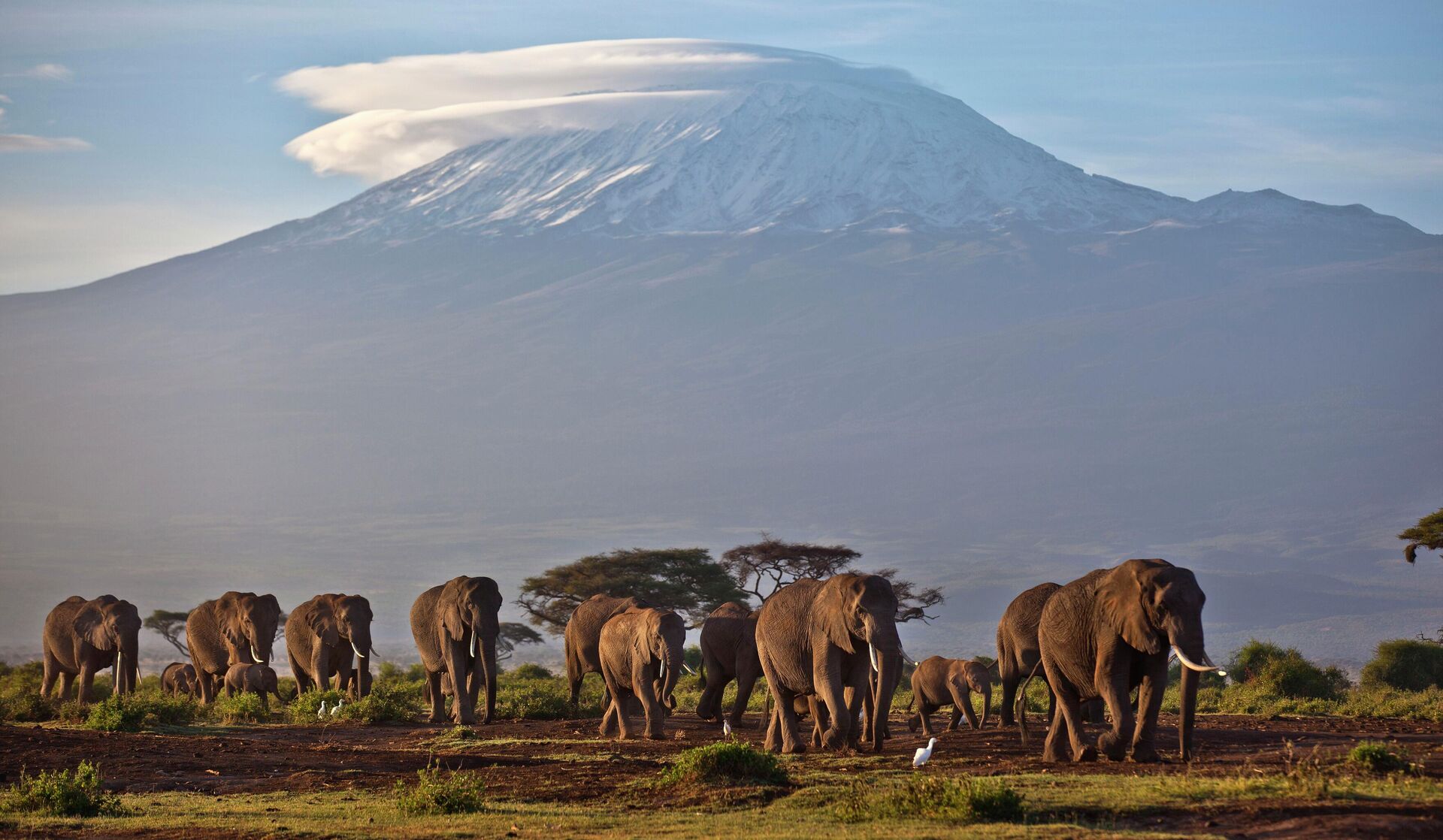 A herd of adult and baby elephants walks in the dawn light as the highest mountain in Africa, Tanzania's Mount Kilimanjaro, is seen in the background, in Amboseli National Park, southern Kenya on Monday Dec.17, 2012. - Sputnik Africa, 1920, 18.09.2023