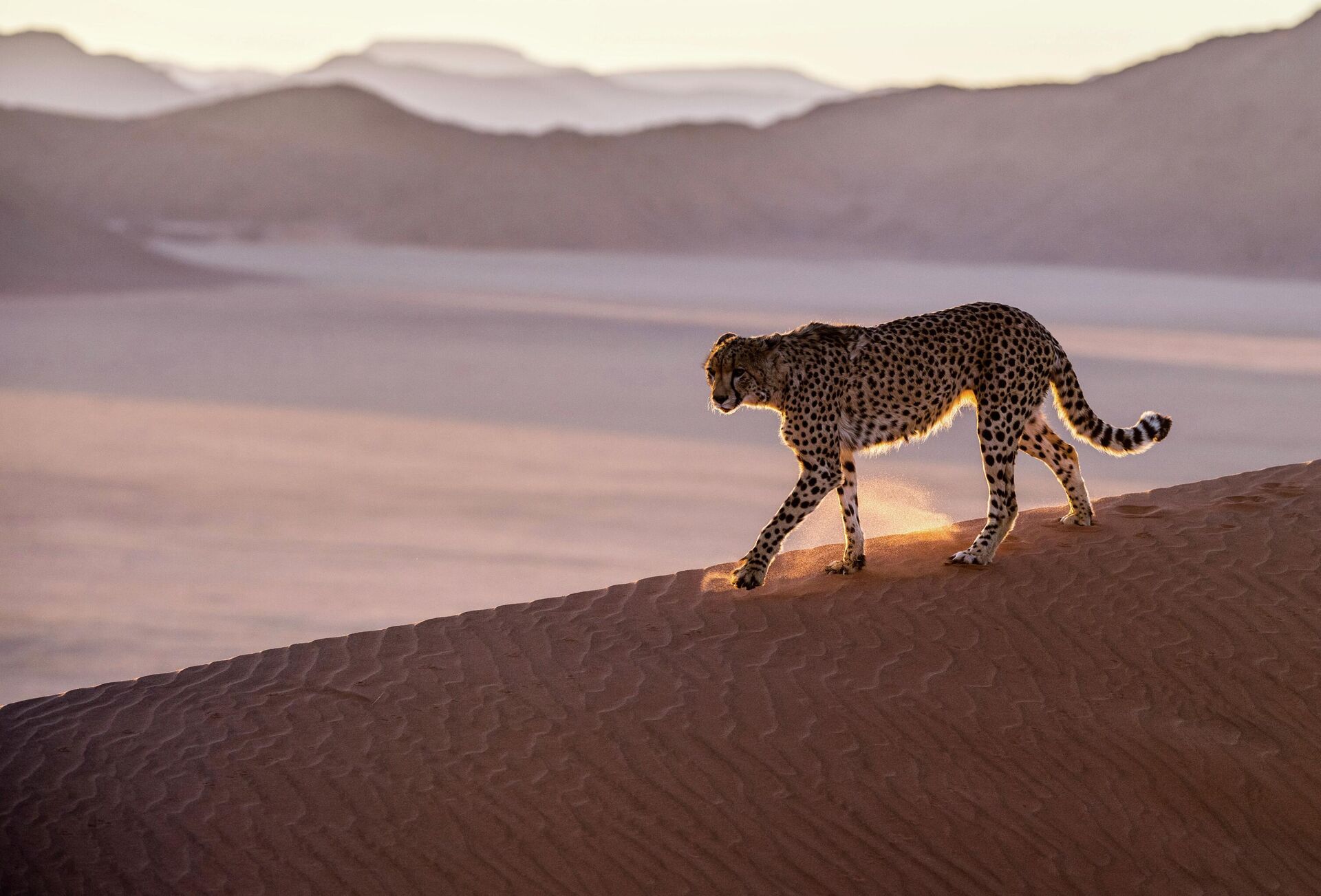 In this handout photo released on Friday, July 31, 2020, a cheetah prowls the Namib desert, Namibia - Sputnik Africa, 1920, 18.09.2023