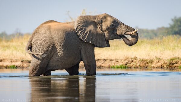African Elephant - Zimbabwe - Sputnik Africa