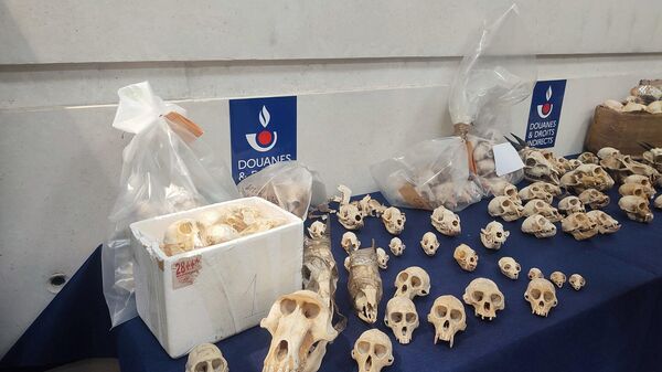 Monkey skulls confiscated at the Charles de Gaulle Airport in France. - Sputnik Africa