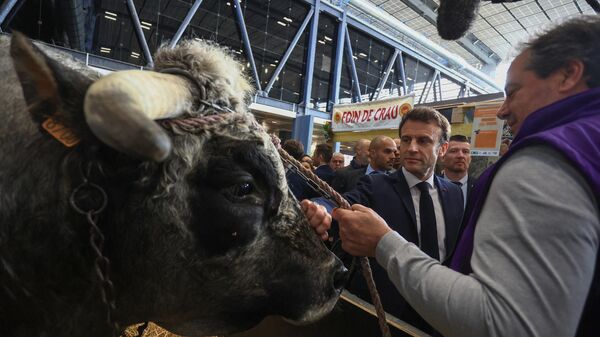 France's President Emmanuel Macron (C) strokes a cow on the inauguration day of the 59th edition of the International Agriculture Fair in Paris, on February 25, 2023. - Sputnik Africa