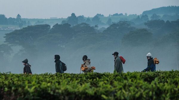 Workers walk through a tea plantation on the way to pick tea-leaves in the morning in Kericho, Kenya, on July 24, 2020.  - Sputnik Africa