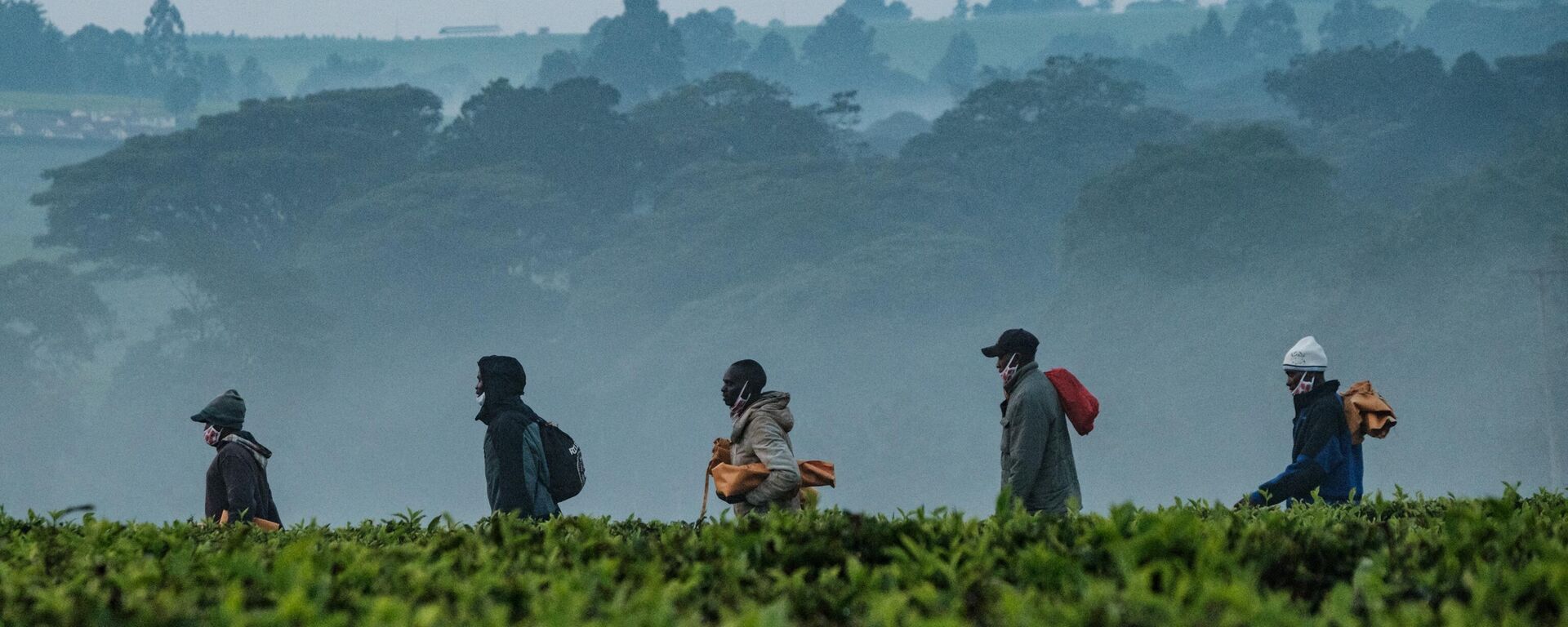 Workers walk through a tea plantation on the way to pick tea-leaves in the morning in Kericho, Kenya, on July 24, 2020.  - Sputnik Africa, 1920, 25.09.2023