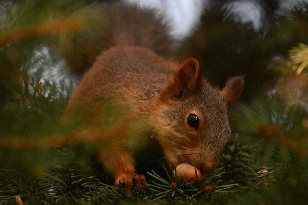 A squirrel in Friendship Park in Moscow. - Sputnik Africa