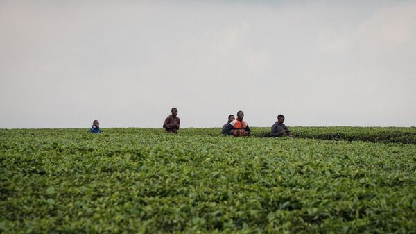 A rough track through tea plantations in Kericho, Kenya - Sputnik Africa