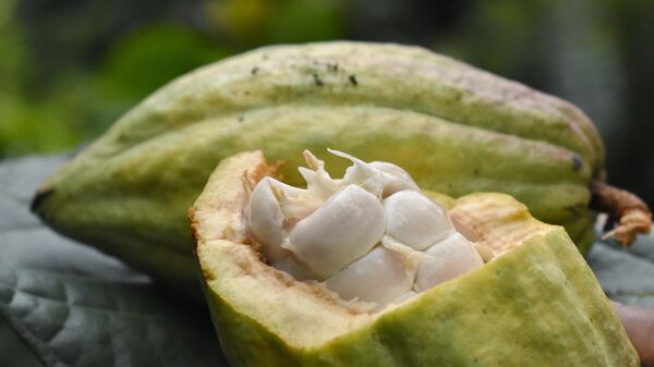 Cocoa fruit - Sputnik Africa
