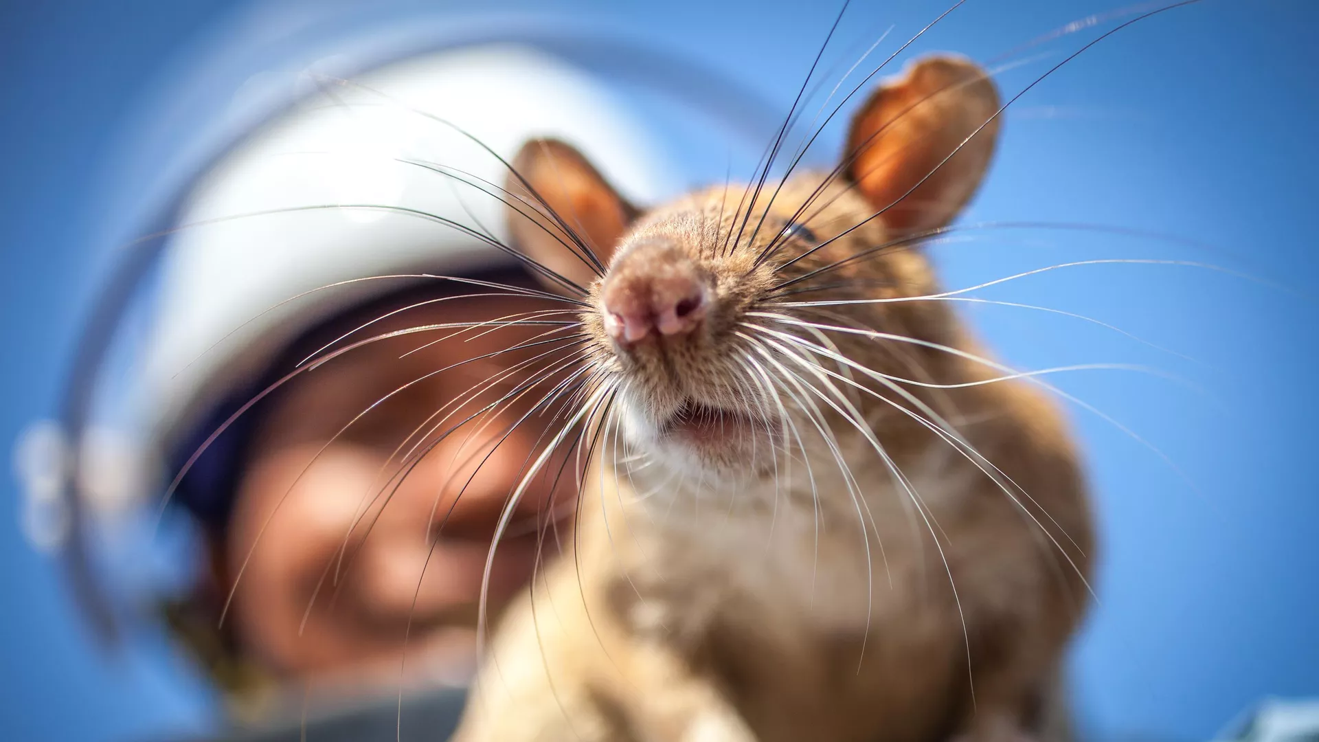Un APOPO HeroRAT