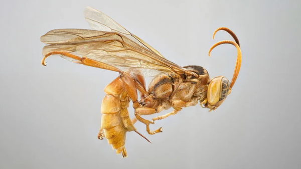 The golden body of the newfound parasitoid wasp species,  Capitojoppa amazonica (female) - Sputnik Africa
