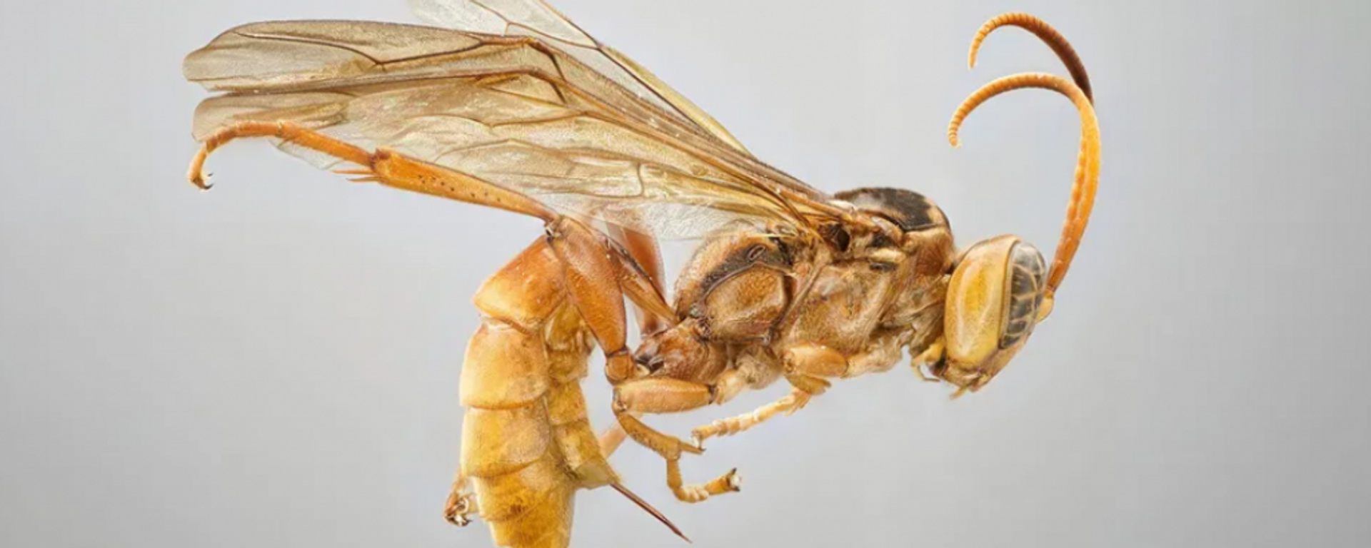 The golden body of the newfound parasitoid wasp species,  Capitojoppa amazonica (female) - Sputnik Africa, 1920, 14.10.2023