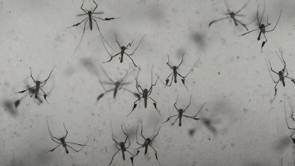 A colony of sabethes cyaneus, also known as the paddle-legged beauty for its feathery appendages and iridescent coloring blood, fly in an enclosure at the Salt Lake City Mosquito Abatement District on Monday, Aug. 28, 2023, in Salt Lake City.  - Sputnik Africa