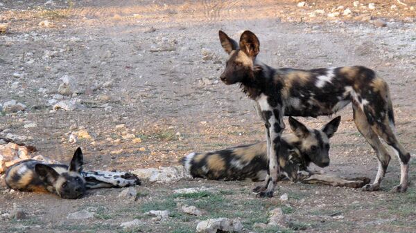In this picture taken on Saturday, Feb. 20, 2016, African wild dogs are seen at private game lodge in Limpopo-Lipadi, Botswana. - Sputnik Africa