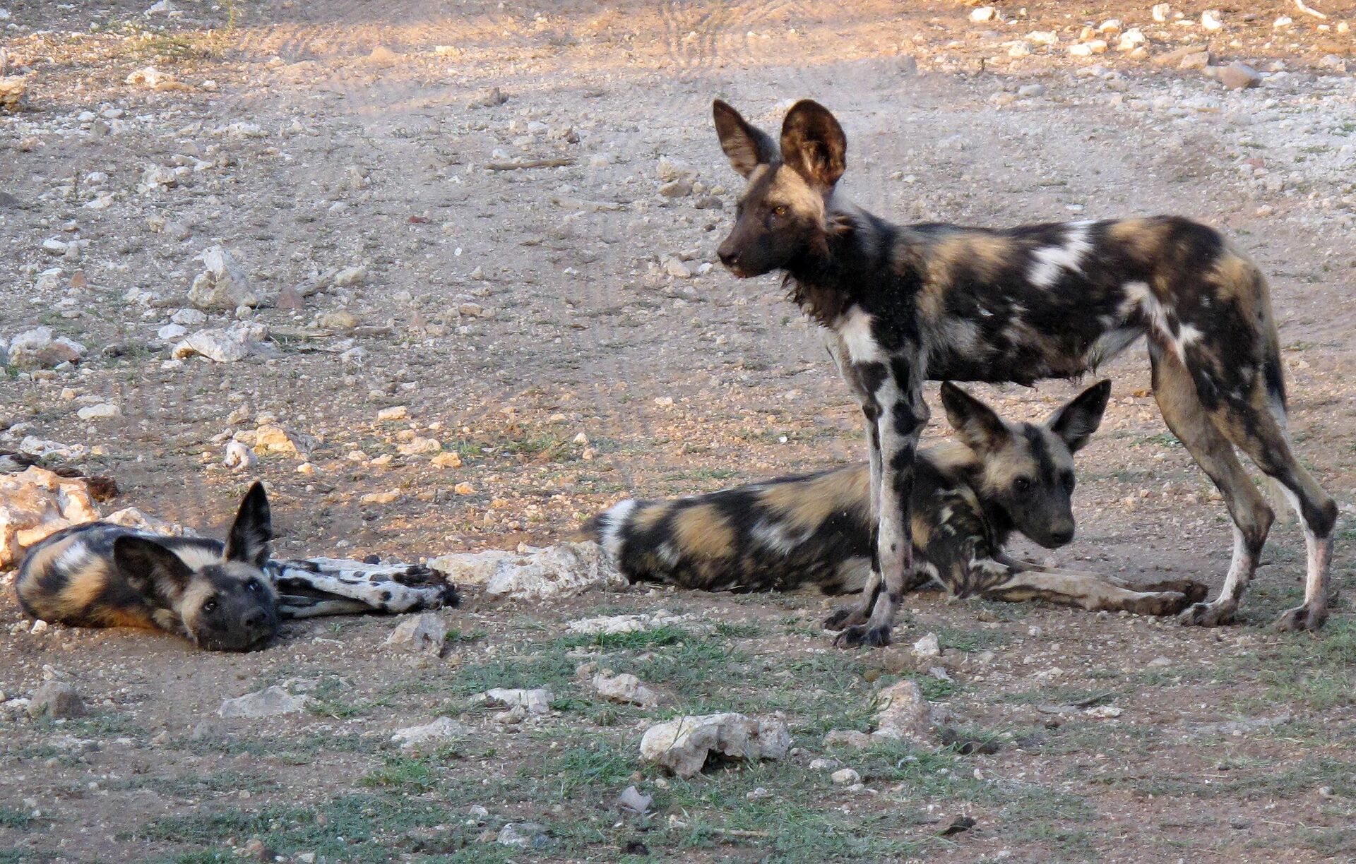 In this picture taken on Saturday, Feb. 20, 2016, African wild dogs are seen at private game lodge in Limpopo-Lipadi, Botswana. - Sputnik Africa, 1920, 28.10.2023