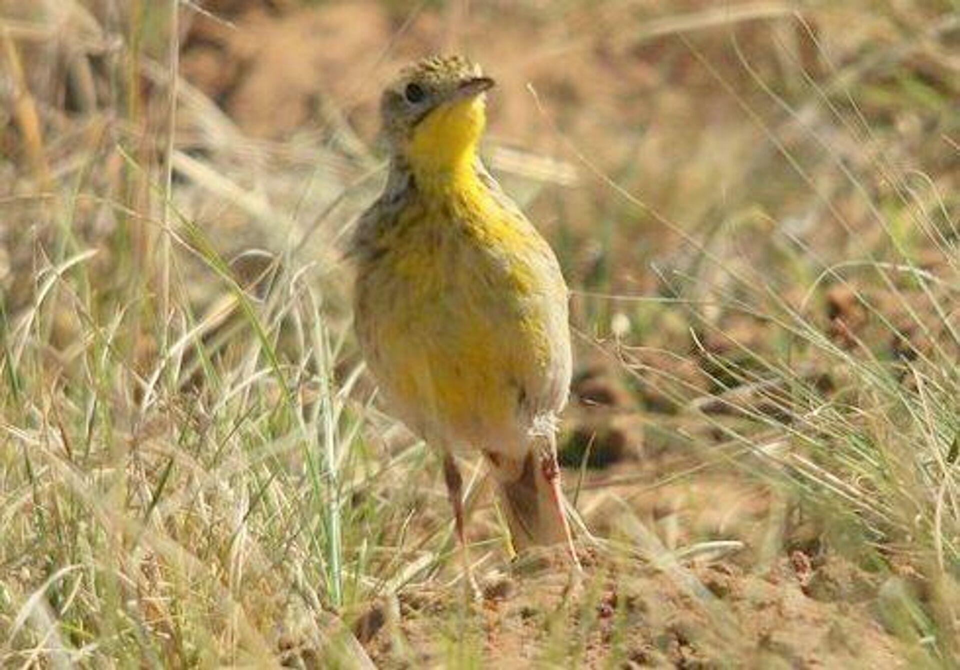 Yellow-breasted Pipit - Sputnik Africa, 1920, 28.10.2023