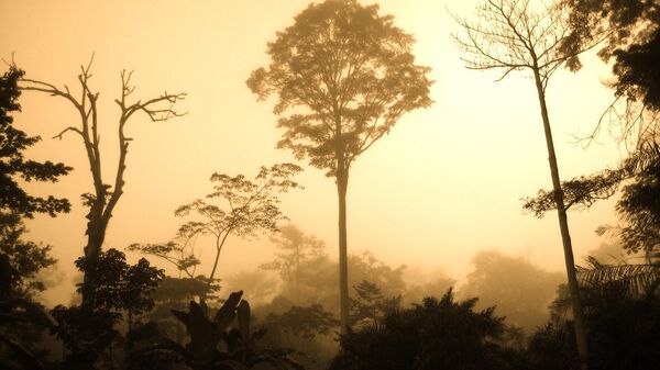 Congo Basin Rainforest - Sputnik Africa
