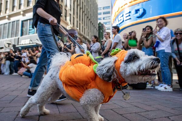 People and their dogs participate in the Doggone Halloween celebration in Boston, Massachusetts. - Sputnik Africa
