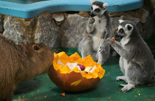 Capybaras and ring-tailed lemurs feeding on pumpkins made at the Carved Pumpkin competition at the Novosibirsk Zoo, Russia. - Sputnik Africa