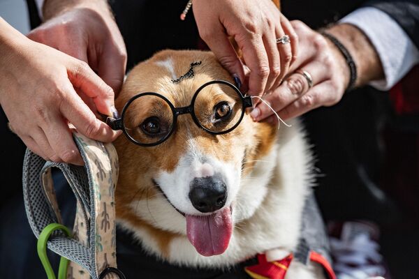 People and their dogs participate in a Doggone Halloween celebration in Boston, Massachusetts, on October 28, 2023 ahead of the Halloween holiday.  - Sputnik Africa