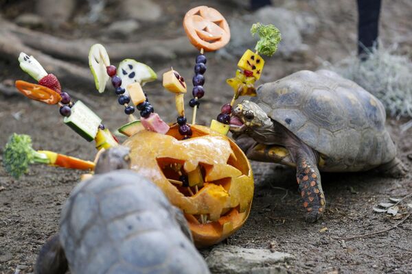 A turtle eats fruit from a pumpkin at the Cali Zoo during Halloween celebrations in Cali, Colombia on October 25, 2023. - Sputnik Africa