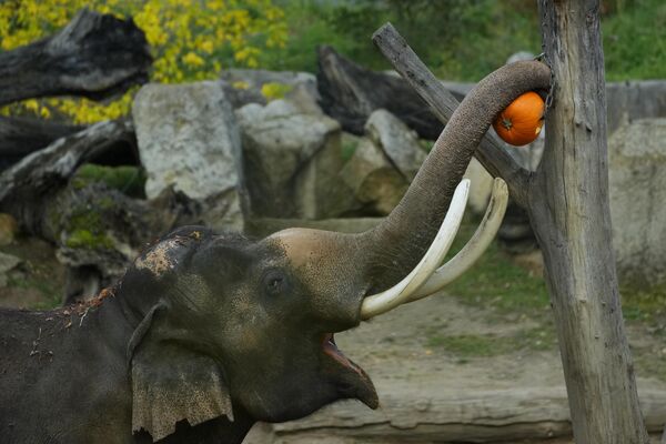 An Asian elephant gets a pumpkin attached to a tree as part of the upcoming Halloween festivities, at the Prague Zoo, in Czech Republic, Sunday, Oct. 29, 2023. - Sputnik Africa