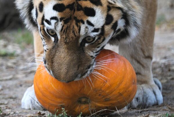 Amur tiger Max feeding on pumpkins made at the Carved Pumpkin competition at the Novosibirsk Zoo. - Sputnik Africa