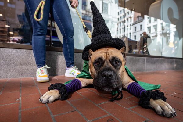A dog dressed as a wizard takes part in the Doggone Halloween celebration in Boston, Massachusetts. - Sputnik Africa
