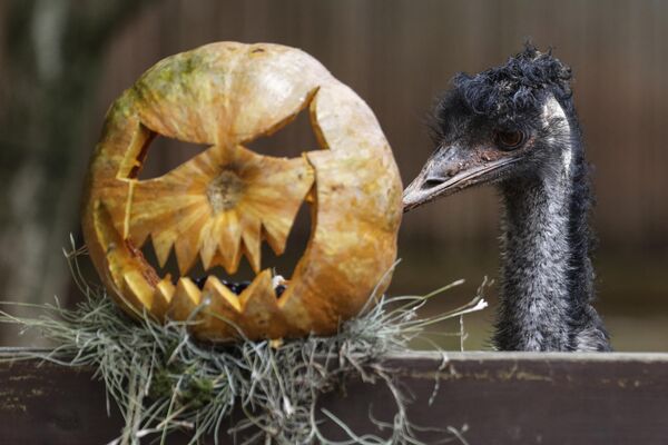An ostrich stands next to a pumpkin at the Cali Zoo during Halloween celebrations in Cali, Colombia on October 25, 2023.  - Sputnik Africa