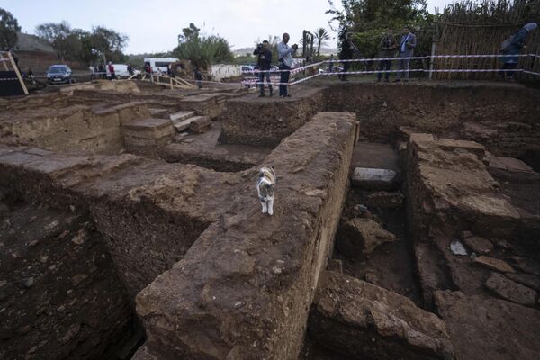 A cat walks along recently unearthed archaeological ruins, in Chellah necropolis in Rabat, Morocco, Friday, Nov. 3, 2023.  - Sputnik Africa