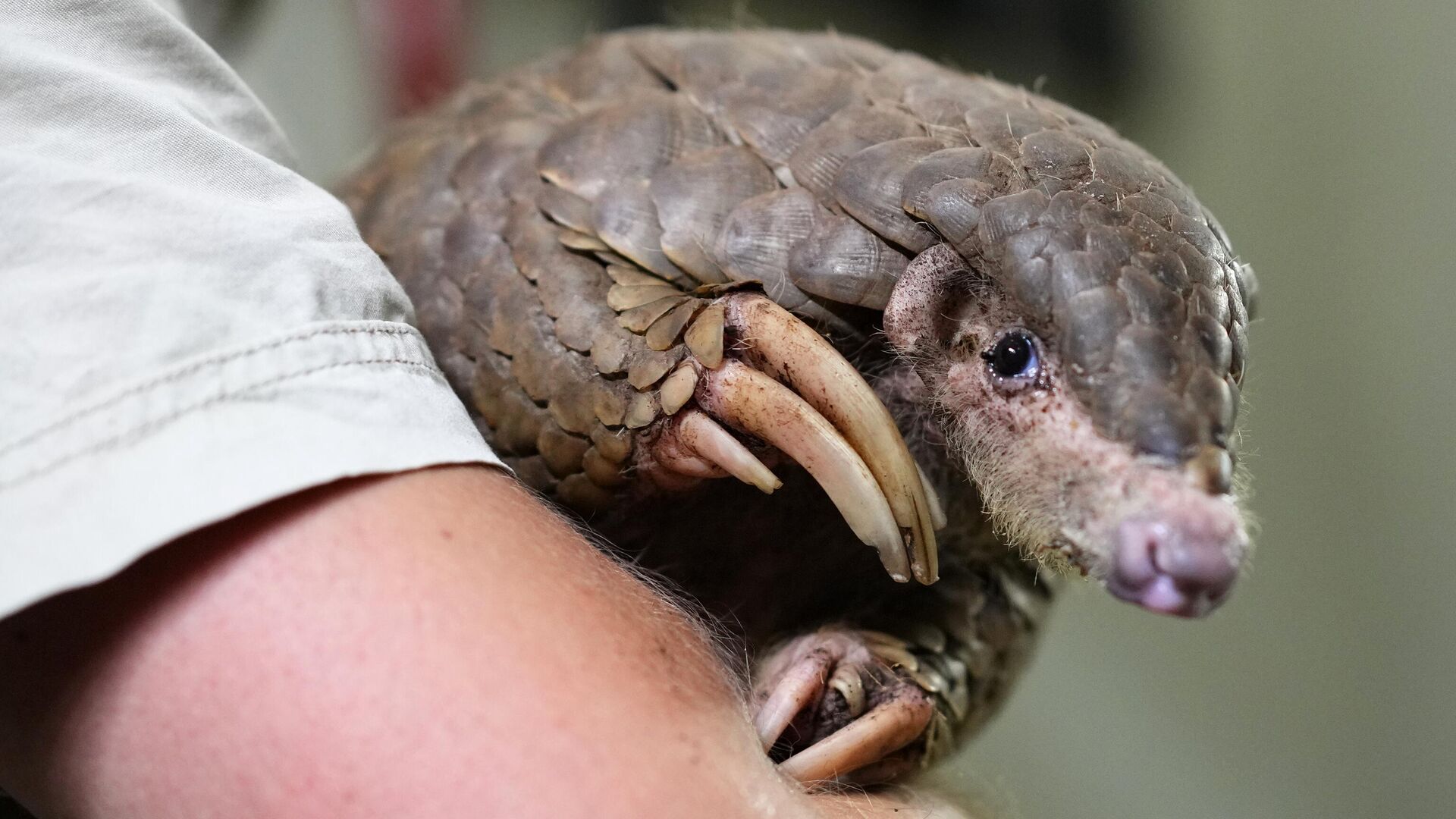 A keeper holds a Chinese pangolin at its enclosure at the zoo in Prague, Czech Republic, Thursday, May 19, 2022.  - Sputnik Africa, 1920, 05.11.2023