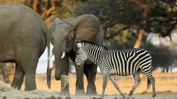 In this Oct, 27, 2019, photo, elephants and zebras feed on hay provided by the Feed Mana project in Mana Pools National Park, Zimbabwe. - Sputnik Africa