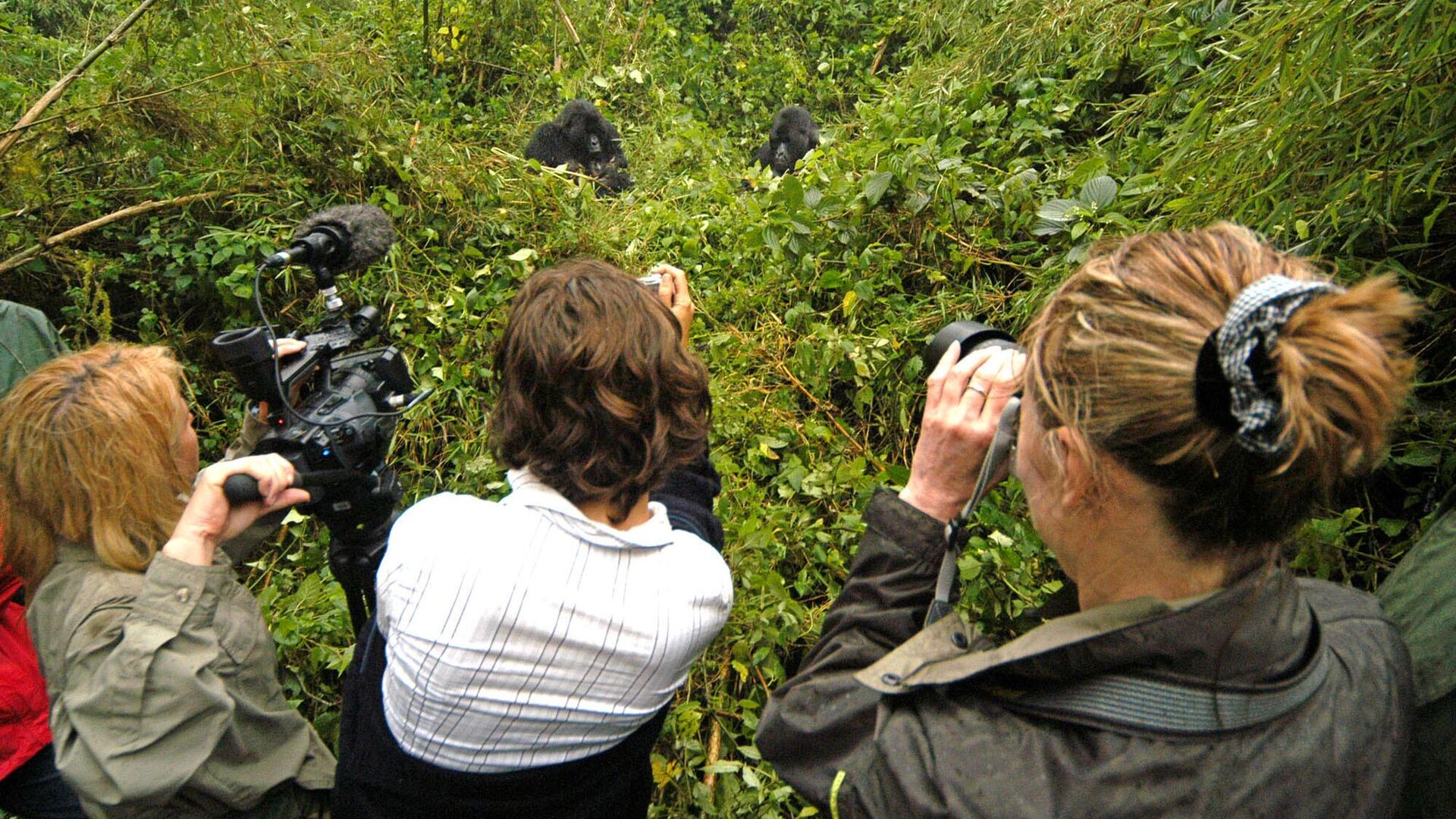 Tourist film mountain gorillas Thursday, June 23, 2005, in the Volcanos National Park in Rwanda. - Sputnik Africa, 1920, 07.11.2023