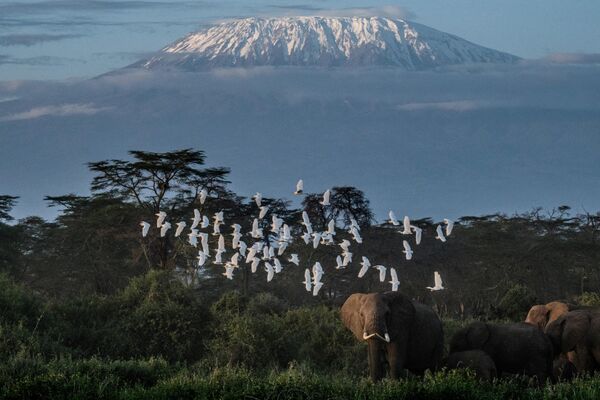 A general view of elephants grazing with a view of the snow-capped Mount Kilimanjaro in the background at Kimana Sanctuary in Kimana, Kenya, on March 2, 2021. (Photo by Yasuyoshi CHIBA / AFP) - Sputnik Africa