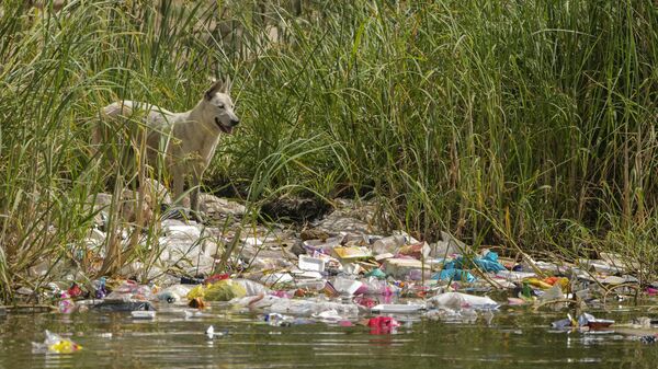 A dog stands beside plastic waste on the banks of the Nile River in Cairo, Egypt - Sputnik Africa