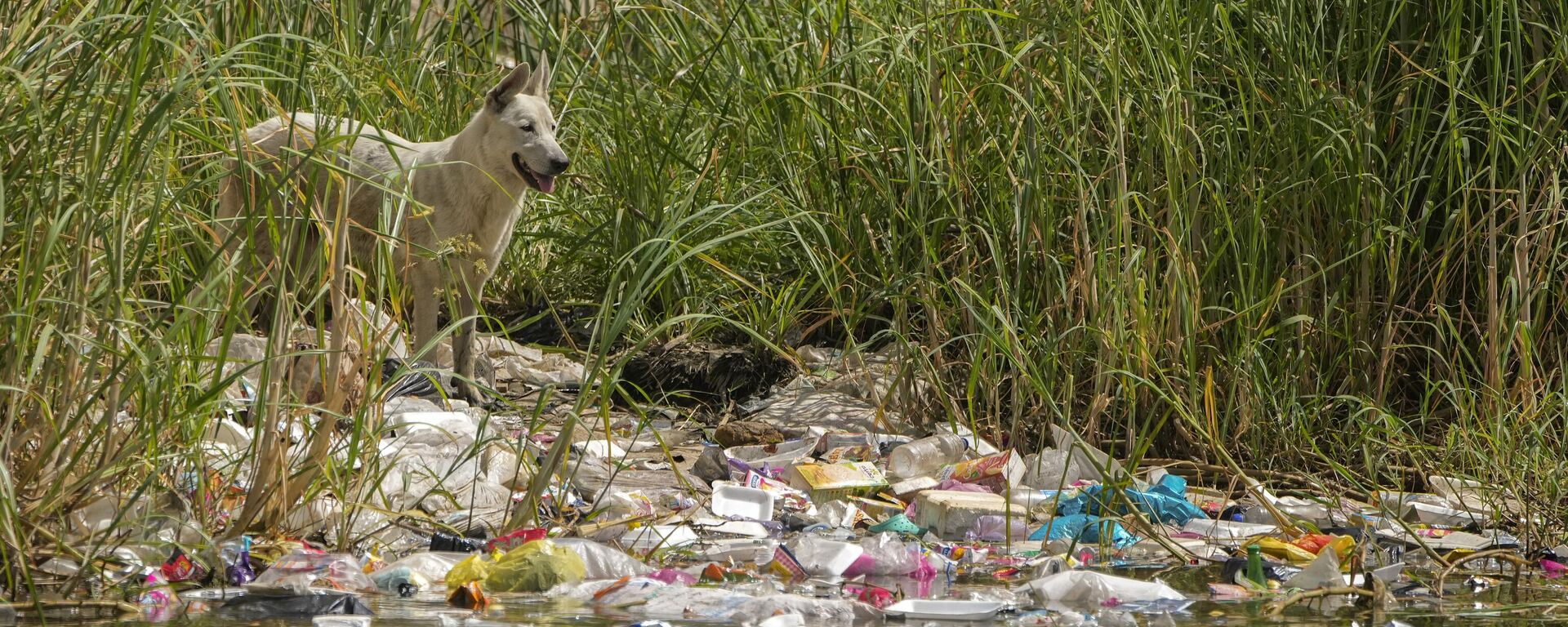 A dog stands beside plastic waste on the banks of the Nile River in Cairo, Egypt - Sputnik Africa, 1920, 08.11.2023