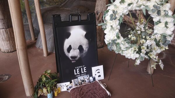 A memorial sits in the day house of Le Le, a Giant Panda that passed away earlier this year at the Memphis Zoo Saturday, April 8, 2023, in Memphis, Tenn. - Sputnik Africa