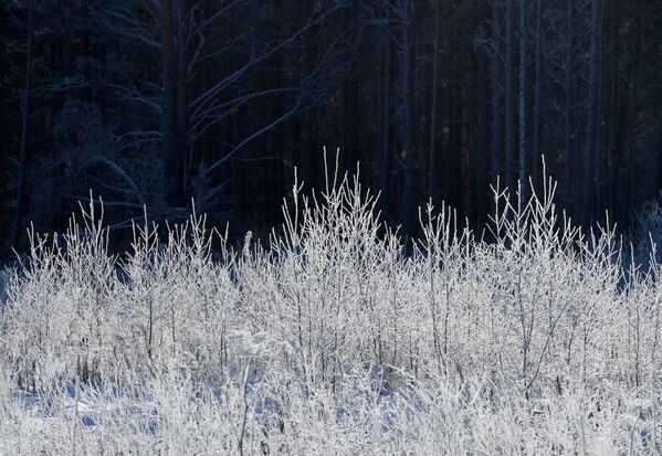 A forest covered with frost and snow in the Siberian taiga. - Sputnik Africa