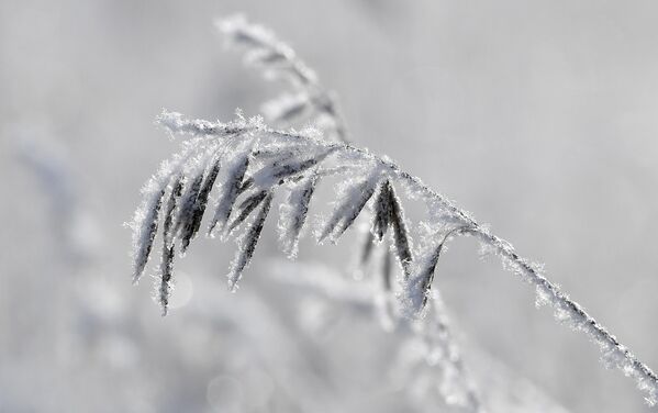 Herbaceous plants covered with frost and snow in the Siberian taiga. - Sputnik Africa