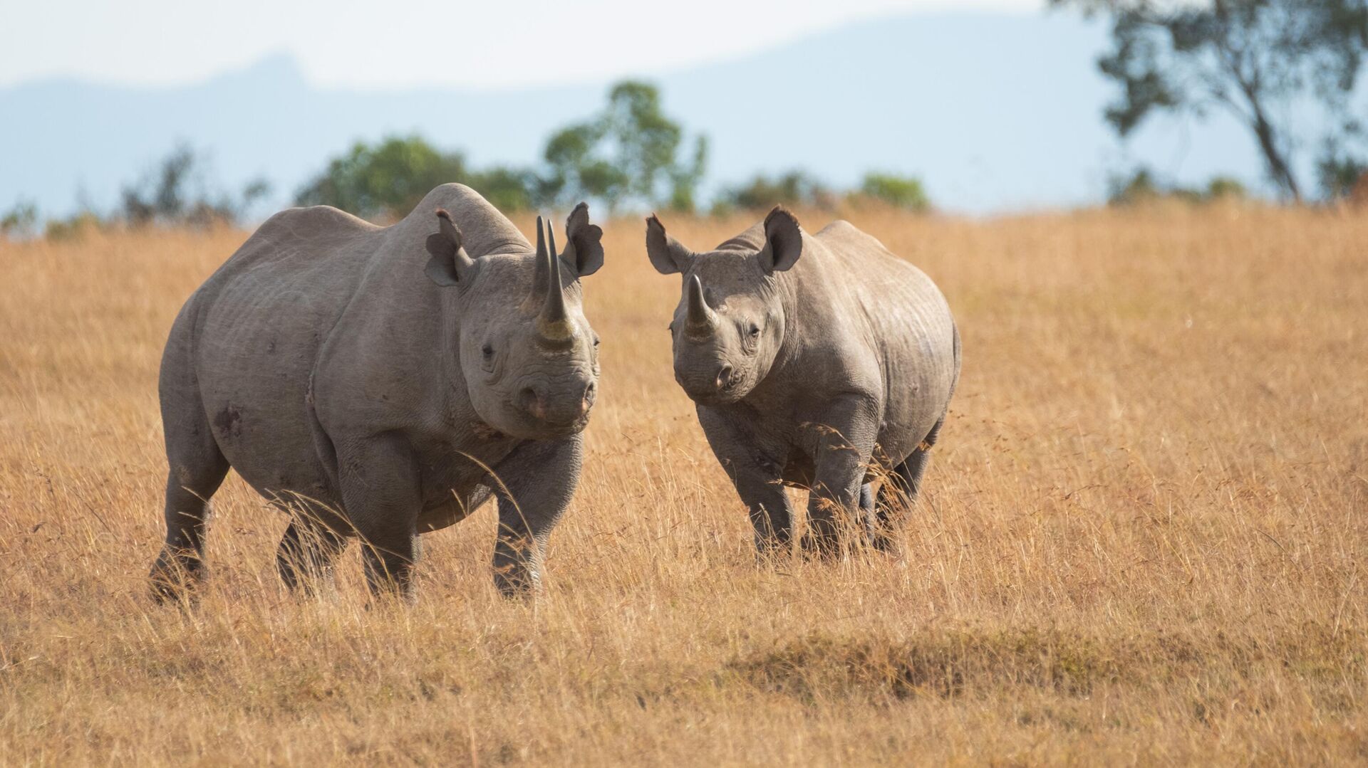 rhinocéros blancs - Sputnik Afrique, 1920, 13.11.2023