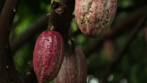 Fèves de cacao - Sputnik Afrique