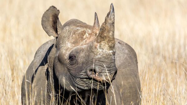Black Rhino - Sputnik Africa