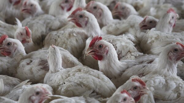 Chickens on a chicken farm in Lichtenburg, South Africa, Thursday, March 23, 2023. - Sputnik Africa