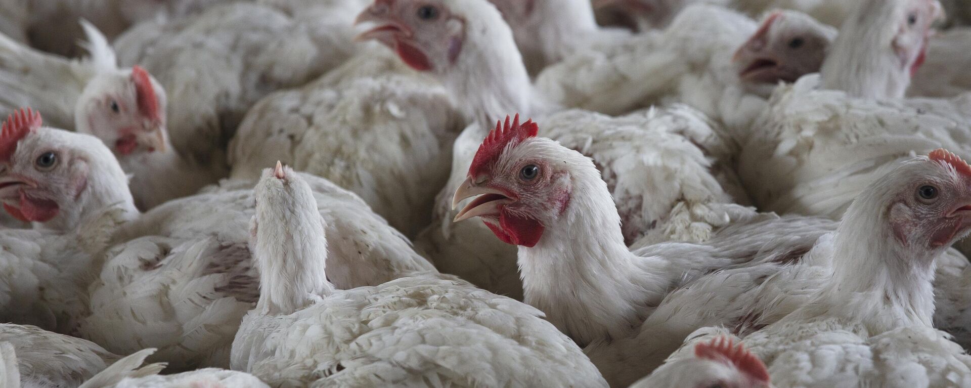 Chickens on a chicken farm in Lichtenburg, South Africa, Thursday, March 23, 2023. - Sputnik Africa, 1920, 06.03.2024