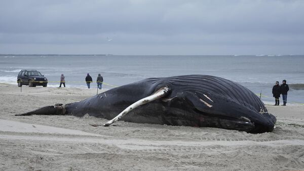 People walk down the beach to take a look at a dead whale in Lido Beach, N.Y., Tuesday, Jan. 31, 2023. - Sputnik Africa