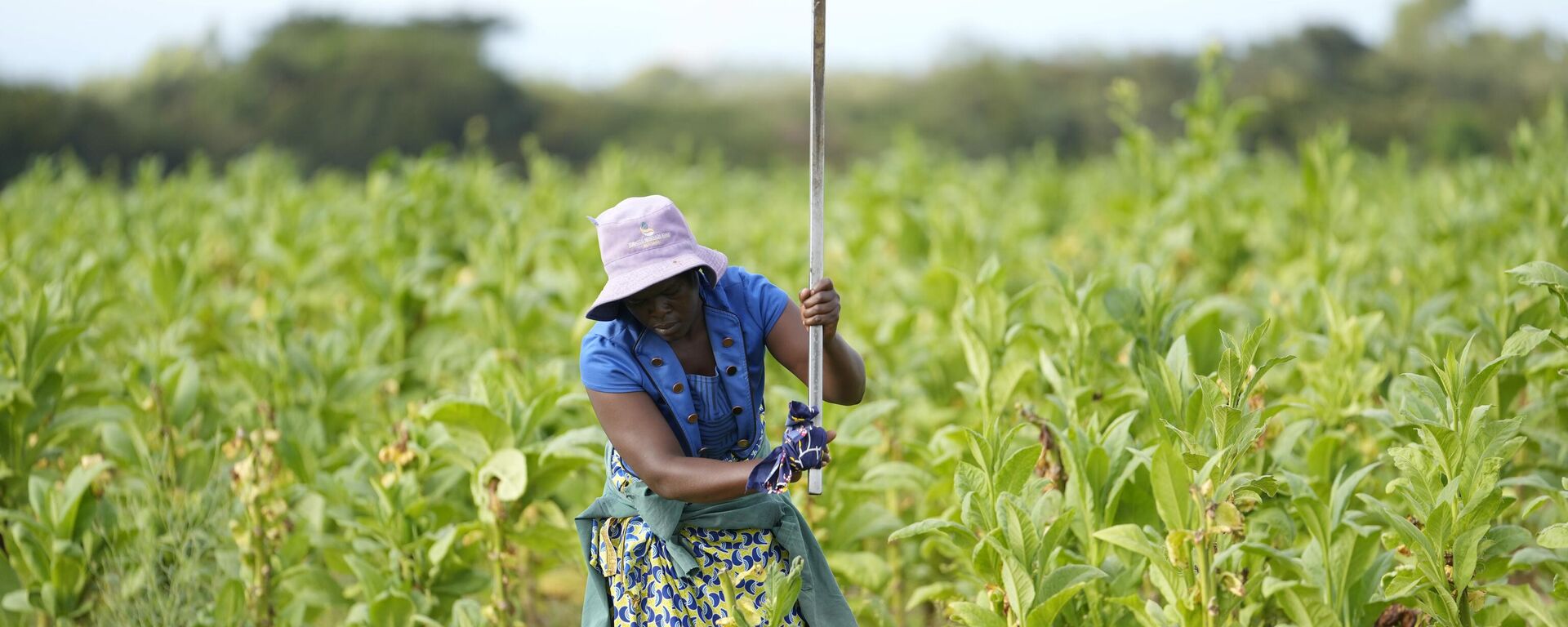 A woman works in a tobacco field at a farm on the outskirt of Harare, Saturday, April, 9, 2022. - Sputnik Africa, 1920, 17.11.2023