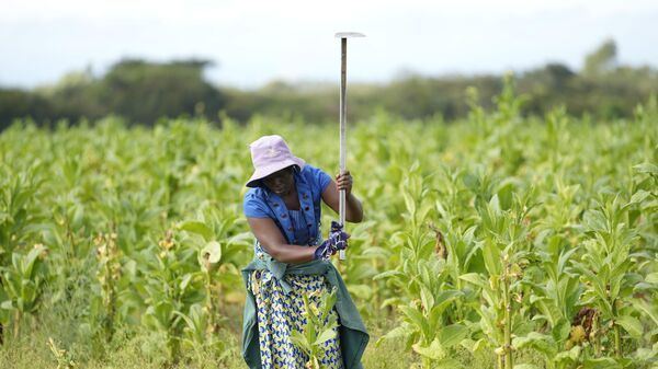 A woman works in a tobacco field at a farm on the outskirt of Harare, Saturday, April, 9, 2022. - Sputnik Africa