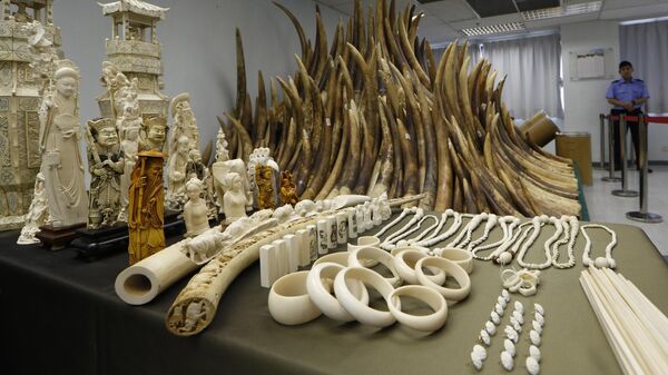 In this May 15, 2014 file photo, confiscated ivory is displayed at a chemical waste treatment center in Hong Kong.  - Sputnik Africa
