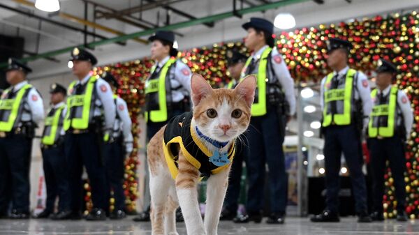 Conan the cat stands next to security guards outside an office building in Mandaluyong, Manila. - Sputnik Africa