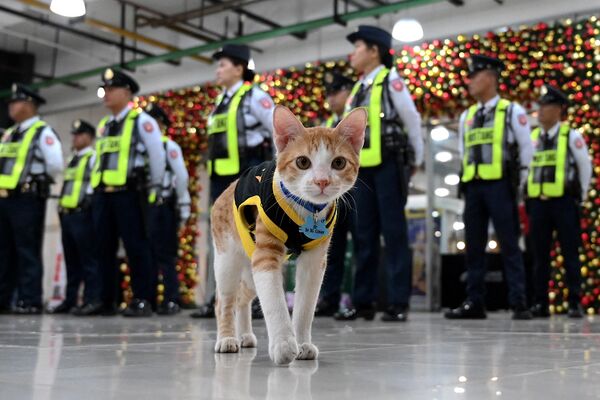 This picture taken on September 27, 2023 shows Conan the cat walking past security guards in formation outside an office building in Mandaluyong, Metro Manila. A cat wearing a black-and-yellow security vest strolls nonchalantly past security guards lined outside a Philippine office building waiting to receive instructions for their shift. While the cats lack the security skills of dogs -- and have a tendency to sleep on the job -- their cuteness and company have endeared them to bored security guards working 12-hour shifts. - Sputnik Africa
